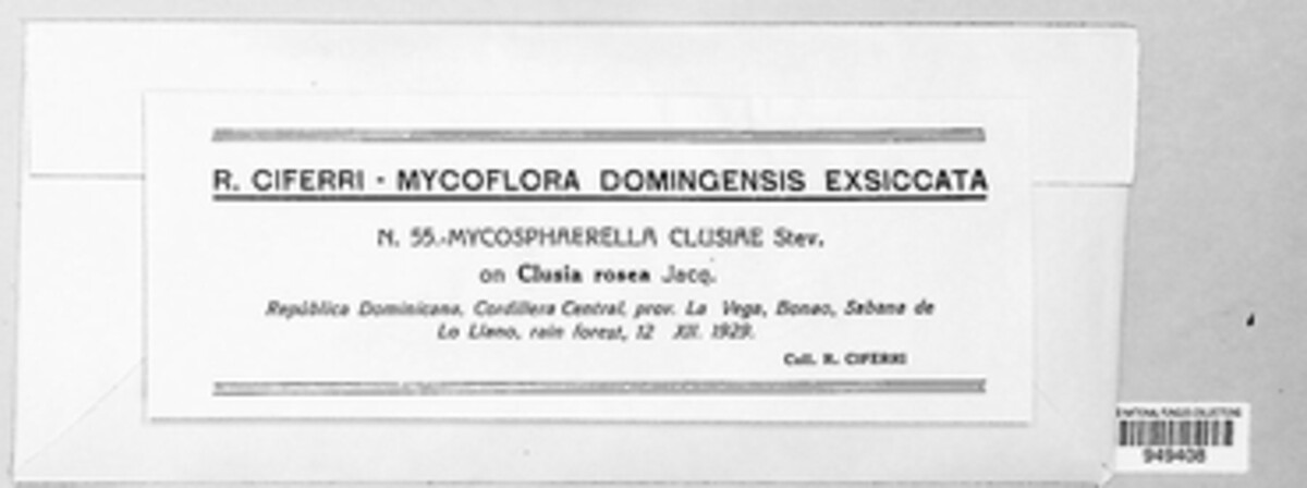 Mycosphaerella clusiae image